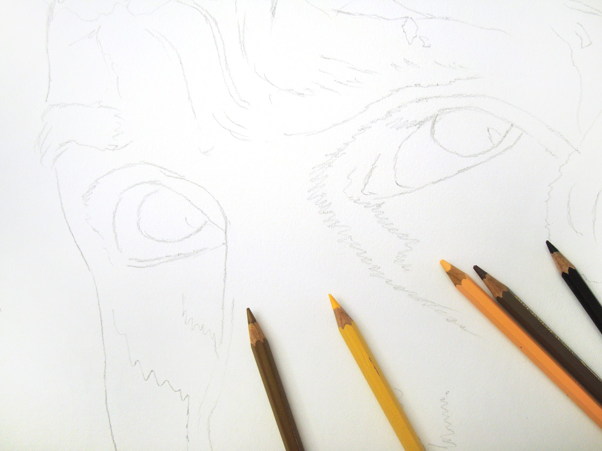 crayons de couleur patrick rogelet duel